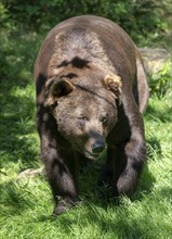 Brown bear (Ursus arctos) walking through its territory, Germany, Europe