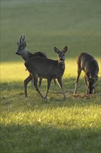 European roe deer (Capreolus capreolus) buck with bast horns, doe and fawn in winter coat in the