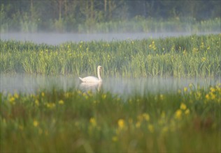 Mute swan (Cygnus olor) swimming on a pond in a wetland, blurred yellow flowers of the marsh iris