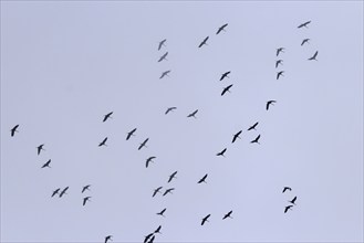 Flight of cranes, September, Mecklenburg-Western Pomerania, Germany, Europe