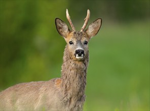 Roe deer (Capreolus capreolus), roebuck with beginning hair change looks attentively, wildlife,