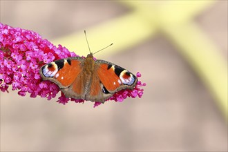 Peacock butterfly (Inachis io) sucking nectar on butterfly bush (Buddleja davidii), butterfly bush,