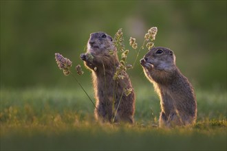 European ground squirrel (Spermophilus citellus) looking for food, eating grass seeds, curious and