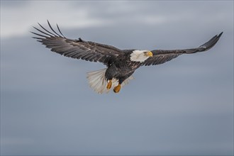 Bald eagle, Haliaeetus leucocephalus, flying, adult, winter, Homer, Alaska, USA, North America