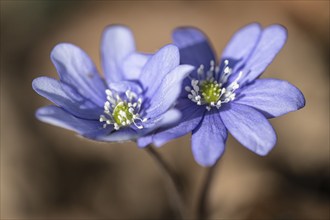 Liverwort (Hepatica nobilis), North Rhine-Westphalia, Germany, Europe