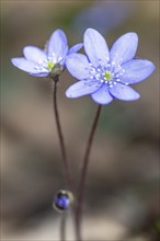 Liverwort (Hepatica nobilis), North Rhine-Westphalia, Germany, Europe