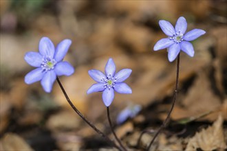 Liverwort (Hepatica nobilis), North Rhine-Westphalia, Germany, Europe