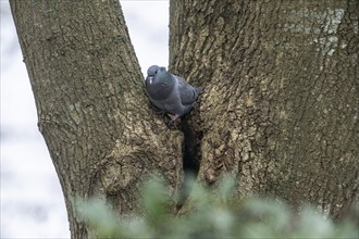 Stock Dove (Columba oenas), Emsland, Lower Saxony, Germany, Europe