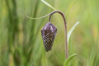 Snake's head fritillary (Fritillaria meleagris), Emsland, Lower Saxony, Germany, Europe