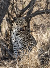 Leopard (Panthera pardus) sitting in dry grass, adult female, Kruger National Park, South Africa,