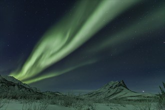 Green Northern Lights (Aurora borealis) over snowy mountains, Brooks Range, Alaska, USA, North