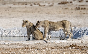 Lions (Panthera leo), two cubs at the waterhole, Nebrowni waterhole, Etosha National Park, Namibia,