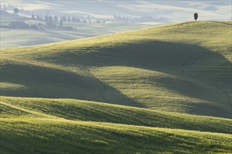 Landscape at sunrise around Pienza, Val d'Orcia, Orcia Valley, UNESCO World Heritage Site, Province