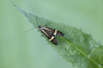 Longhorn butterfly (Nemophora degeerelle), Emsland, Lower Saxony, Germany, Europe