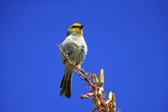 Golden-headed Penduline Tit, (Auriparus flaviceps), adult, on wait, on Ocotillo, singing, Sonoran