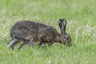 European hare (Lepus europaeus), Emsland, Lower Saxony, Germany, Europe