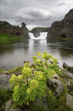 Flowers at Hjálparfoss waterfall between basalt rocks, Sudurland, Iceland, Europe