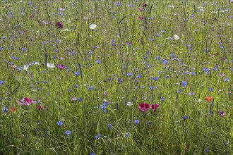 Flower meadow with cornflowers (Centaurea cyanea) and cosmos (Cosmos), Emsland, Lower Saxony,