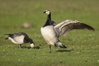 Grazing barnacle geese or barnacle geese (Branta leucopsis), Hauke-Haien-Koog nature reserve, North