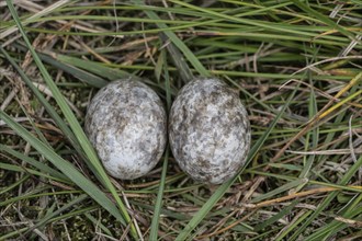 Nests of nightjars (Caprimulgus europaeus), Emsland, Lower Saxony, Germany, Europe