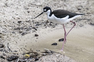 Black-winged Stilt (Himantopus himantopus), Walsrode Bird Park, Lower Saxony, Germany, Europe