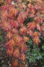 Aconite-leaved maple (Acer japonicum Aconitifolium) in autumn foliage, Emsland, Lower Saxony,