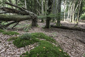 Bent copper beech (Fagus sylvatica) with tinder fungus (Fomes fomentarius), Emsland, Lower Saxony,