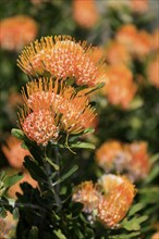 Pincushion protea (Protea Leucospermum erubescens), flower, flowering, silver tree plant,