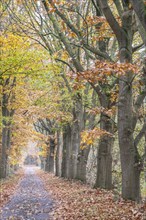 Red oaks (Quercus ruber) in autumn leaves by the roadside, Emsland, Lower Saxony, Germany, Europe