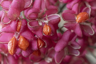 Peacock, spindle bush (Euonymus europaeus), fruit stand, Emsland, Lower Saxony, Germany, Europe