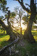 Centuries-old til trees in fantastic magical idyllic Fanal Laurisilva forest on sunset. Madeira