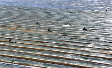 The first asparagus is harvested from a foil-covered asparagus field, Beelitz, 26/03/2024