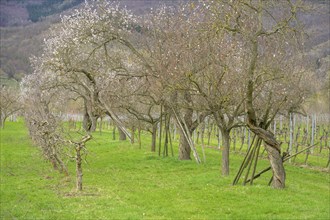 Old twisted apricot trees, Rührsdorf, Lower Austria, Austria, Europe