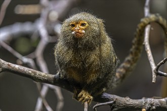 Pygmy marmoset (Cebuella) sitting on a branch, captive, Baden-Württemberg, Germany, Europe