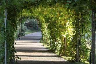 Leafy pergola with sunlight and shade, Botanic Garden or Botanisk Have, University of Copenhagen,