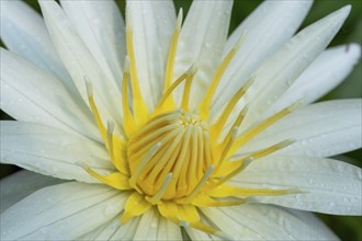 Close-up, European white water lily covered with water droplets, Giant Waterlily House, Royal