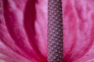 Pink flamingo flower (Anthurium andreanum), detailed view, Princess of Wales Conservatory, Royal