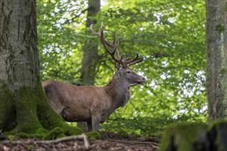 Red deer (Cervus elaphus), Vulkaneifel, Rhineland-Palatinate, Germany, Europe