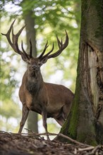 Red deer (Cervus elaphus), Vulkaneifel, Rhineland-Palatinate, Germany, Europe