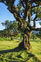 Centuries-old til trees in fantastic magical idyllic Fanal Laurisilva forest on sunset. Madeira