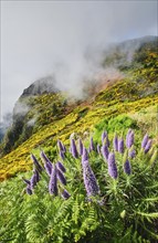 Madeira landscape with Pride of Madeira flowers and blooming Cytisus shrubs and mountains in clouds