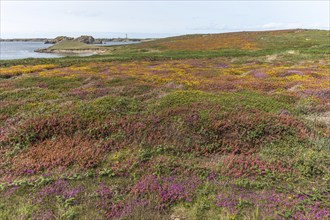 A carpet of pink and red flowers grows on the cliffs of the Iroise sea coast. Ouessant, Finistere,