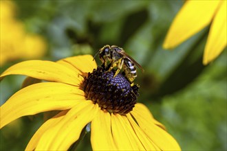 Honey bee (Apis mellifera) collecting nectar on a coneflower (Rudbeckia hirta), Baden-Württemberg,