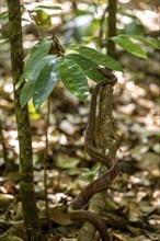 American whipsnake (Mastigodryas melanolomus), slithering on a branch, in the rainforest, Corcovado