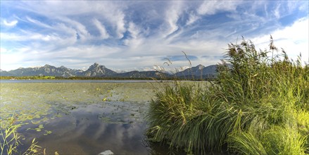 Lake Hopfensee, lakeshore with numerous water lilies, behind it the Tegelberg and the Säuling,