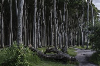 Beech forest (Fagus sylvatica), Ghost Forest Nienhagen, Mecklenburg-Western Pomerania, Germany,