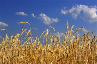 Rye (Secale cereale), rye field, grain field, agriculture, field, in front of harvest, clouds, blue