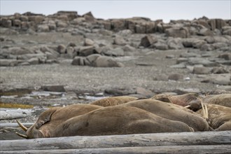 Resting walrus (Odobenus rosmarus), walrus, Kiepertøya, Svalbard and Jan Mayen archipelago, Norway,