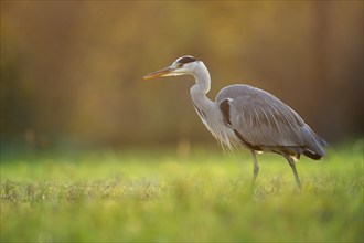 Grey heron (Ardea cinerea), animal portrait, evening light, Rosensteinpark, Stuttgart,