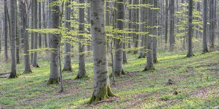 Beech forest in early spring, first tender green leaves, Hainich National Park, Bad Langensalza,